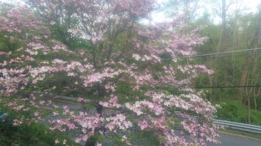 Basement Waterproofing in Chatham Township, NJ service area